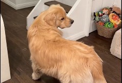 Pas se ošišao i postao hit: Ponosno je pozirao za slikanje i nasmejao milione!