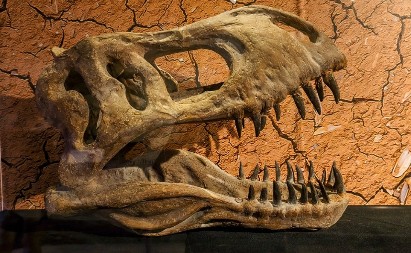 INTERNET JE EKSPLODIRAO KADA SU OBJAVLJENE OVE FOTKE Ljudi gledaju fosil star 95 miliona godina i trljaju oči u neverici:"To je prvi ZMAJ na planeti"