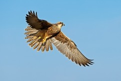 VIC DANA Leteo soko jedan dan i naišao na jak vetar koji ga je iznenadio...