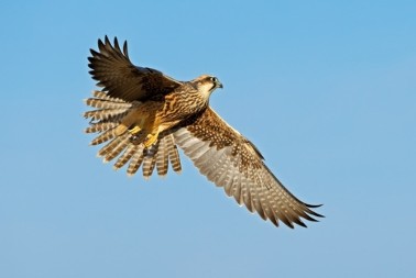 VIC DANA Leteo soko jedan dan i naišao na jak vetar koji ga je iznenadio...