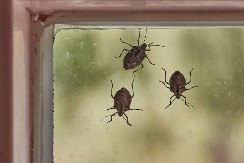 Kraj februara je njihovo vreme, samo čekaju da nam uđu u kuću: Kako oterati dosadne smrdibube, stavite samo ovo kod vrata, beže kao đavo od krsta