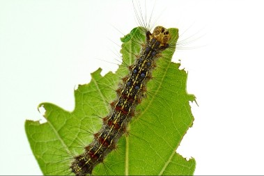 HOROR UBICA IZ SVETA INSEKATA Gusenice nisu tako simpatične kako vam se na prvu čine (FOTO)