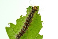 HOROR UBICA IZ SVETA INSEKATA Gusenice nisu tako simpatične kako vam se na prvu čine (FOTO)