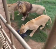 DRAMA NA SAFARIJU Lavica se približila otvorenom kamionu, turistkinja se oduzela od straha- usledilo je nešto NEVEROVATNO