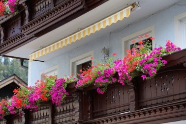 Muškatle više nisu prvi izbor: Ovo je novo "kraljevsko" cveće koje se najviše traži!