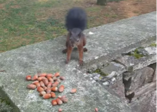 OVA PREDIVNA BIĆA SU KOD VRŠCA URADILA NEŠTO ZA ŠTA BI SRBIJA DALA MILIONE Meštani su oduševljeni