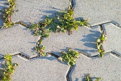 Korov oko staze nestaje za 24 sata: Sipajte ovo na korov i gledajte kako se suši