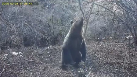 DANAS JE OSVANUO JASAN PREDZNAK, SVI ZNAJU ŠTA OVO ZNAČI: Vidite šta radi medvedi na Tari, sada više nema dileme (VIDEO)