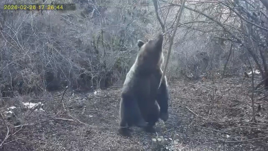 DANAS JE OSVANUO JASAN PREDZNAK, SVI ZNAJU ŠTA OVO ZNAČI: Vidite šta radi medvedi na Tari, sada više nema dileme (VIDEO)