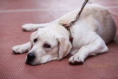 PRVI ZNAK IMA VEZE SA NAMEŠTAJEM Evo kako da otkrijete da pas počinje da gubi vid