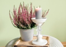 Jedini cvet koji može da preživi zimu i mraz: Ne zahteva dodatnu negu, a veruje se da donosi sreću u kući ispred koje je posađen