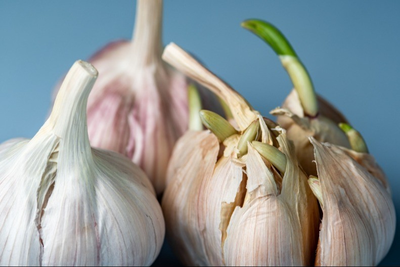 PROFESIONALNI KUVAR OTKRIVA Evo može li da se jede proklijali beli luk, o jednoj stvari morate voditi računa