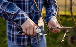 Februar odlučuje sudbinu vaše bašte: Ova 2 posla obavezno završite do kraja meseca