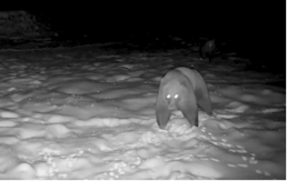 DIVLJE ZVERI LUTAJU NOĆU, SAMO IM SE OČI CAKLE Zastrašujući prizor iz šume u našem komšiluku - 15 divljih životinja je stalno u potrazi za hranom