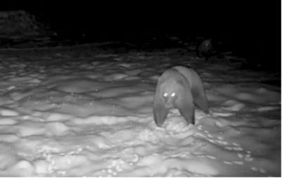 DIVLJE ZVERI LUTAJU NOĆU, SAMO IM SE OČI CAKLE Zastrašujući prizor iz šume u našem komšiluku - 15 divljih životinja je stalno u potrazi za hranom