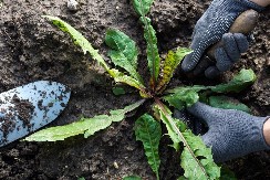 Noćna mora svakog baštovana - stručni saveti za čišćenje i sprečavanje korova 
