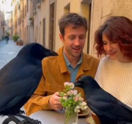 DVE VRANE SU SLETELE NA STO ZA KOJIM JE PAR PIO KAFU A onda su uradile nešto neverovatno  