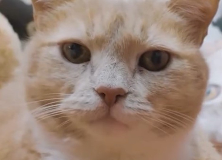 DA LI JE OVO NAJSTARIJI MAČAK NA SVETU? Zvanično ima 31 godinu, ''iskoristio'' svih 9 života - svet u šoku! (VIDEO)