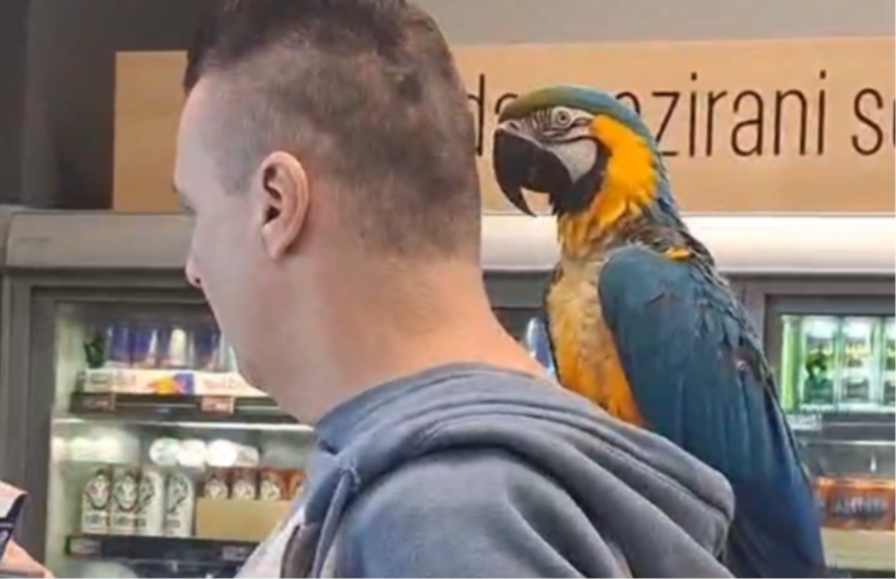 OVO JE BEOGRADSKI KRALJ ŠOPINGA Dobro kontroliše šta gazda kupuje