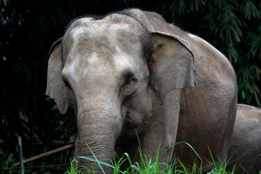 RAZJARENA GRDOSIJA USMRTILA TURISTU U NACIONALNOM PARKU Agresivnom slonu niko ne može da stane na put - ovo mu je treća žrtva