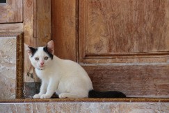 SNEG, LED I OČAJ: Mačak se pojavio pred vratima, a onda je usledio POTEZ koji je dirnuo milione!