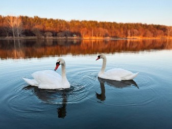 OVAJ PAR LABUDOVA ĆE VAM ULEPŠATI DAN Sreli su se ponovo nakon nekog vremena - pogledajte samo tu reakciju