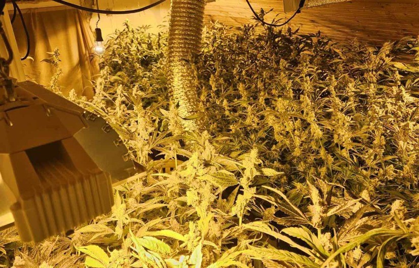 OTKRIVENA LABORATORIJA MARIHUANE KOD ČAČKA Uhapšen osumnjičeni, zaplenjeno 128 stabljika kanabisa