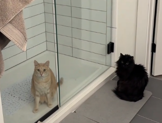 PRIMETILA JE DA SU MAČKE NEUOBIČAJENO TIHE Kad ih je potražila imala je šta da vidi - video je hit