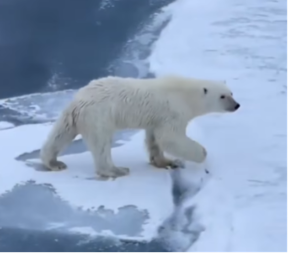 POLARNI MEDVEDI INSTINKTIVNO ZNAJU KAKO DA PRELAZE TANAK LED Pogledajte, ovo je neverovatno