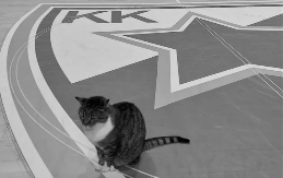 OBJAVLJENE TUŽNE VESTI Preminula mačka Ljubica, simbol Pionira