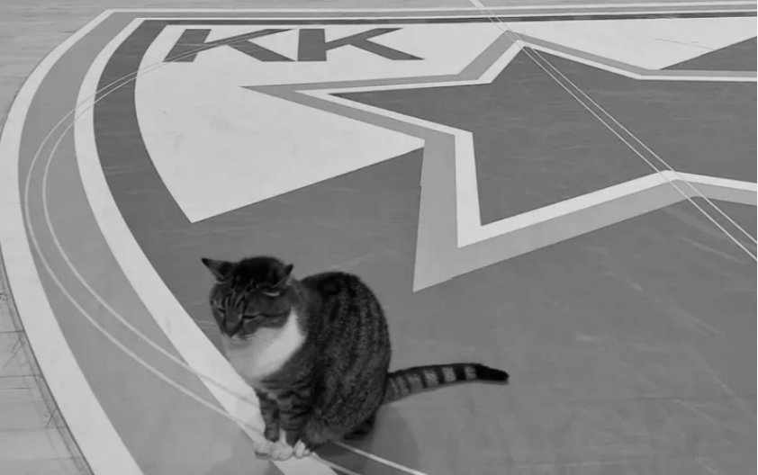 OBJAVLJENE TUŽNE VESTI Preminula mačka Ljubica, simbol Pionira