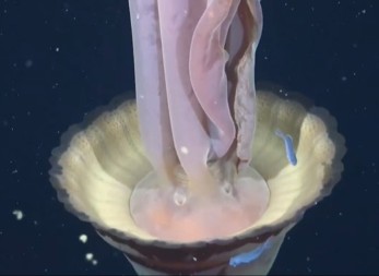 KRACI MOGU DA JOJ NARASTU DO 10 METARA Snimljena gigantska fantomska meduza (VIDEO)