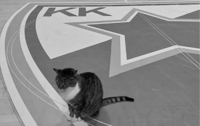 UVEK ĆEMO TE PAMTITI Evroliga se oglasila zbog Zvezdine Ljubice 