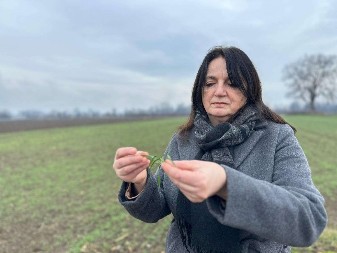 VAŽNA INFORMACIJA ZA RATARE Evo u kakvom je stanju pšenica u Moravičkom okrugu nakon mrazeva