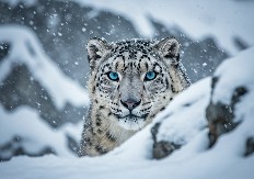 SNEŽNI LEOPARD KOJI SE IGRA U SNEGU SE RETKO VIĐA Video je hit - evo kako je fotograf uspeo da ga snimi