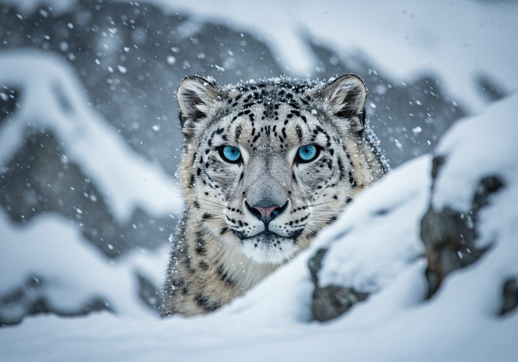 SNEŽNI LEOPARD KOJI SE IGRA U SNEGU SE RETKO VIĐA Video je hit - evo kako je fotograf uspeo da ga snimi