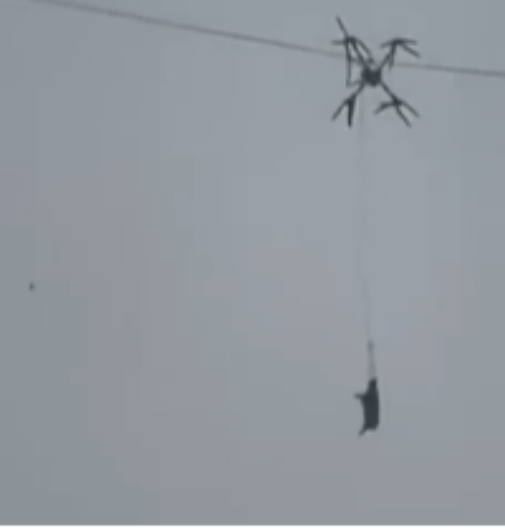 SVINJA OSTAVILA SELO BEZ STRUJE Meštani trljali oči u neverici kad su je videli kako visi sa dalekovoda 