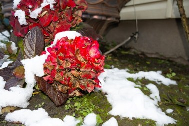 Ova tri cveta zasadite u februaru i na proleće ćete imati baštu punu mirisa i boja: Idealni su i za terase