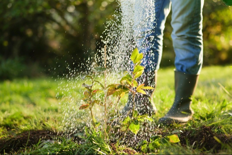 Hektar zasada ove biljke donosi odliču zaradu - prihod se kreće i do 5.000 evra po hektaru 