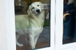 RETRIVER SE BAŠ NAMUČIO SA STAKLENIM VRATIMA Ljudi plaču od smeha - video je hit