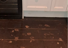 MISTERIOZNI TRAGOVI NA PODU U KUHINJI SU JE SABLAZNILI To nisu bili tragovi mačjih šapa - ukočila se od straha kada je shvatila o čemu se radi