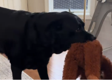 DIRLJIV VIDEO OTOPIO SRCA LJUDI NA MREŽAMA Pas doneo bebi svoju najdražu igračku 