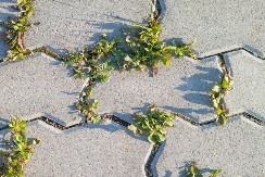 Nikakve jake hemikalije, samo ove namirnice iz kuhinje: Evo kako da uništite korov, ovo ga skroz spaljuje