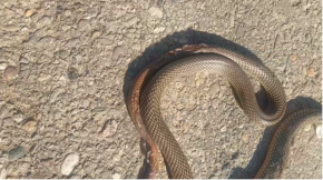 IZMILILE SE ZMIJE VEĆ KRAJEM FEBRUARA Po starom verovanju - ne piše nam se dobro