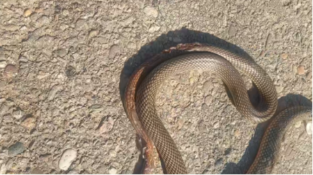 IZMILILE SE ZMIJE VEĆ KRAJEM FEBRUARA Po starom verovanju - ne piše nam se dobro