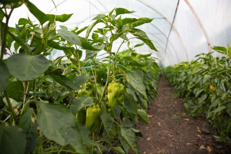 Najlon čarape u bašti, e ovo još niste probali: Paprike zbog njih niču kao lude, budu teške i mesnate