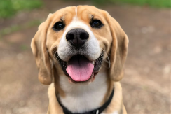 NAJBOLJE RASE PASA ZA ZAUZETE VLASNIKE Obožavaju dremku i savršeno se uklapaju u užurban tempo