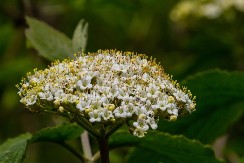 Divlja kalina je najlepši dekorativni cvet za živu ogradu: Sadi se već u aprilu, a ako se pravilno održava cvetaće do novembra