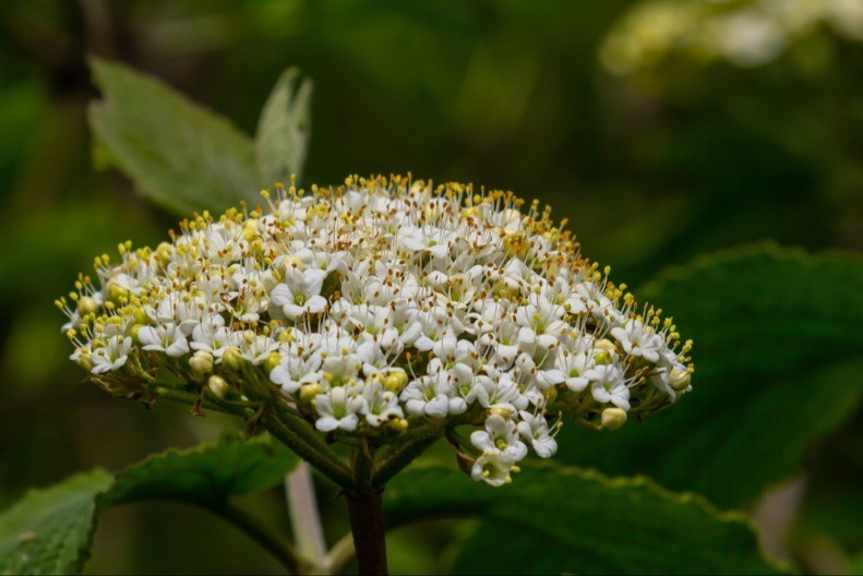Divlja kalina je najlepši dekorativni cvet za živu ogradu: Sadi se već u aprilu, a ako se pravilno održava cvetaće do novembra