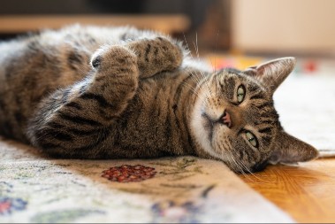 IMA UTICAJ NA ZDRAVLJE LJUBIMCA Evo šta se dešava ako mačku godinama držite u stanu 